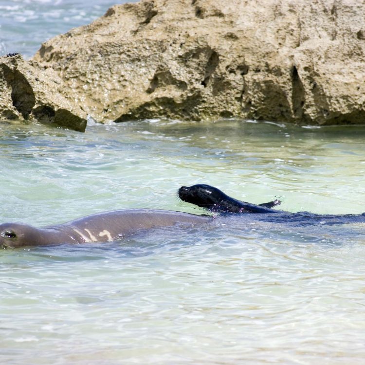 Monk Seal and Pup West