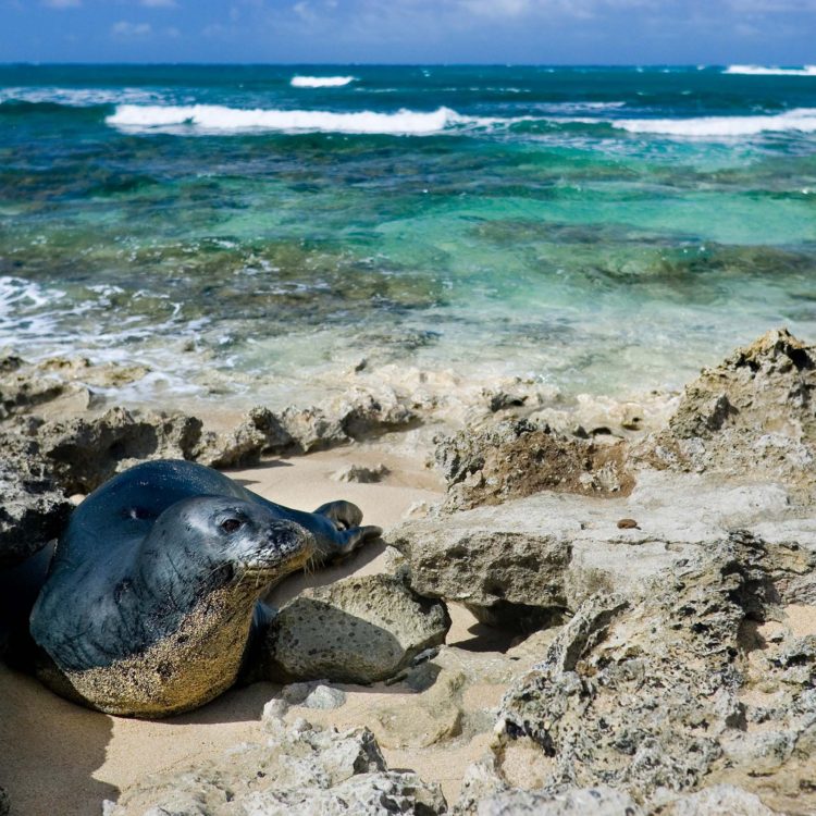 Monk Seal Turtle Bay East