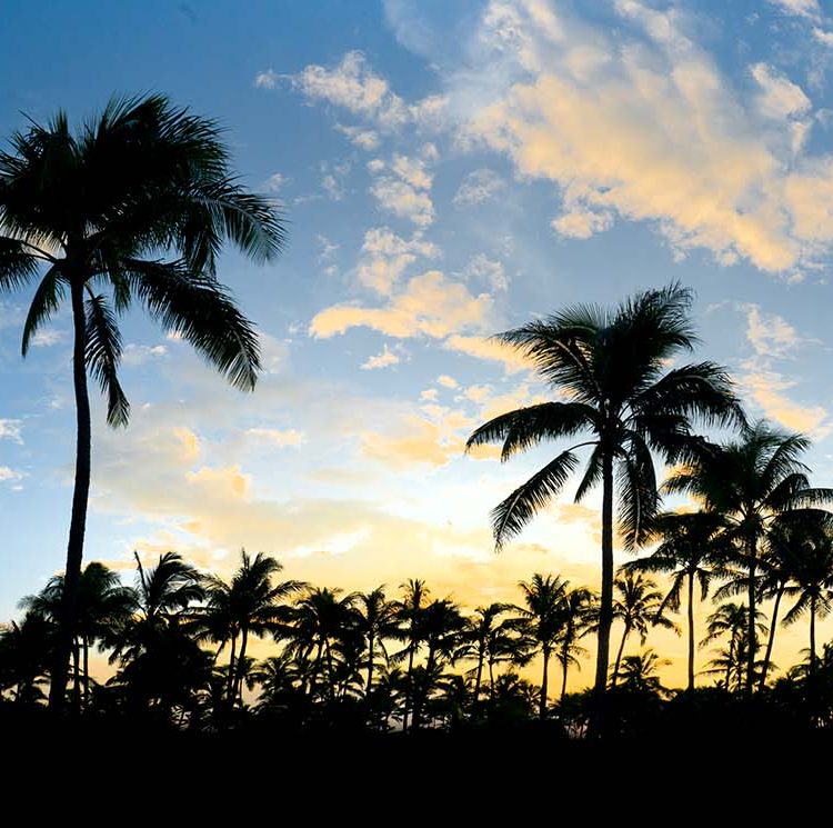 Palm Tree Panorama