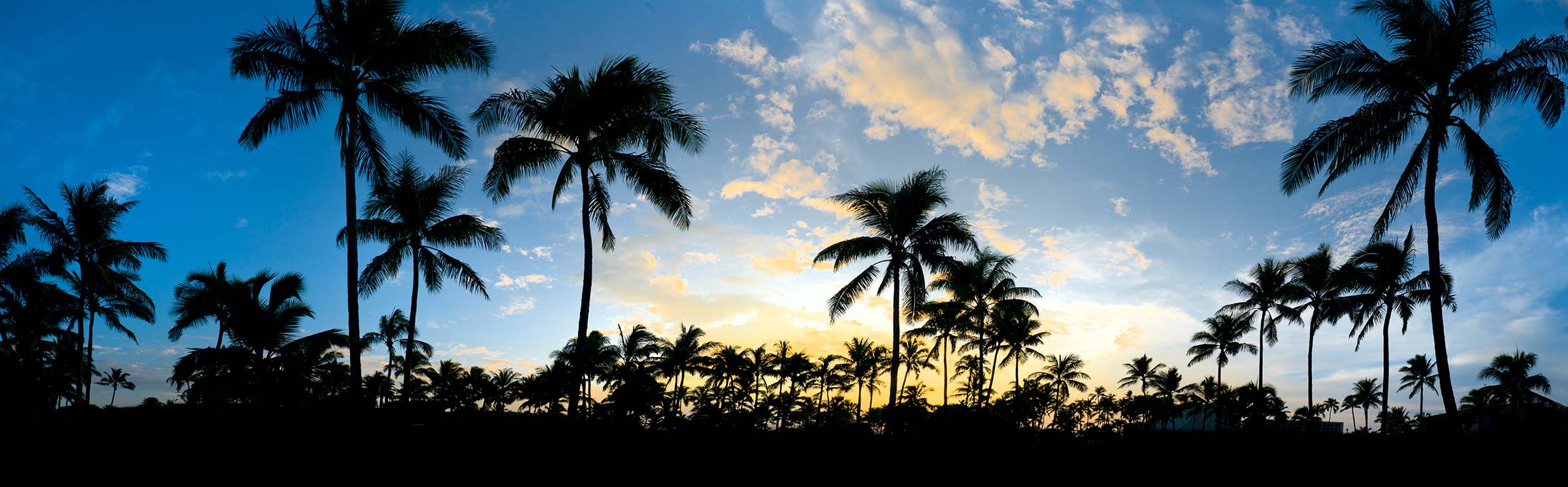 Palm Tree Panorama