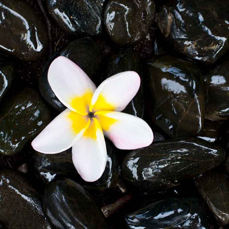 Pink Plumeria Bubbles