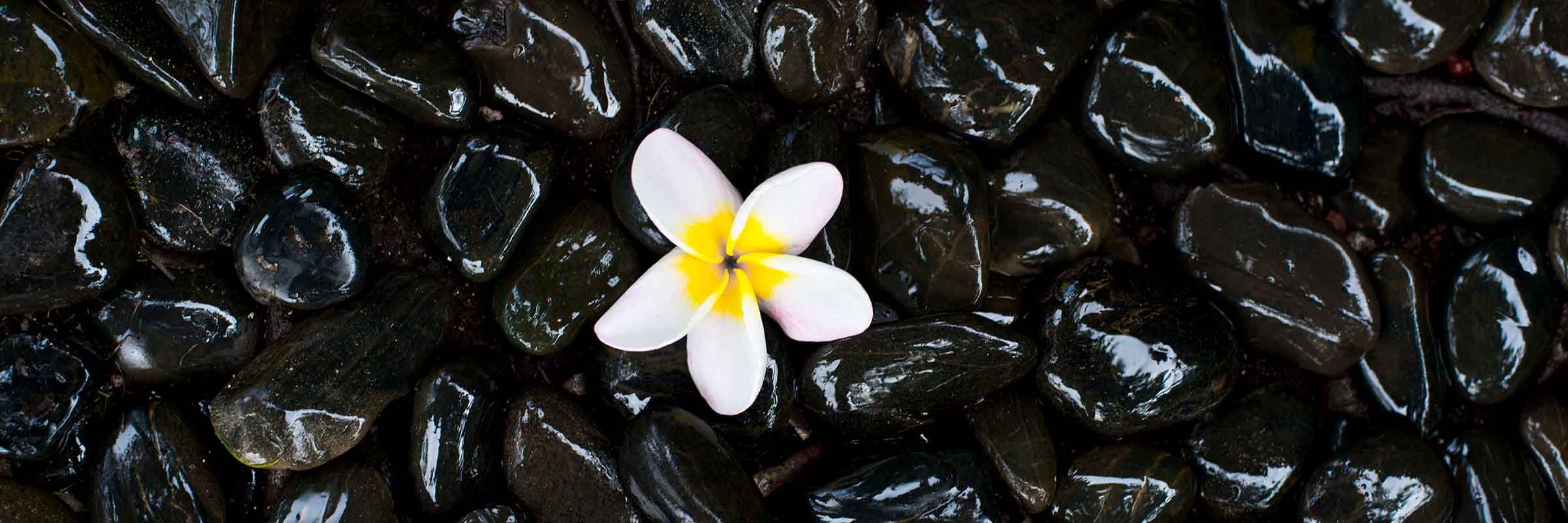 Pink Plumeria Bubbles