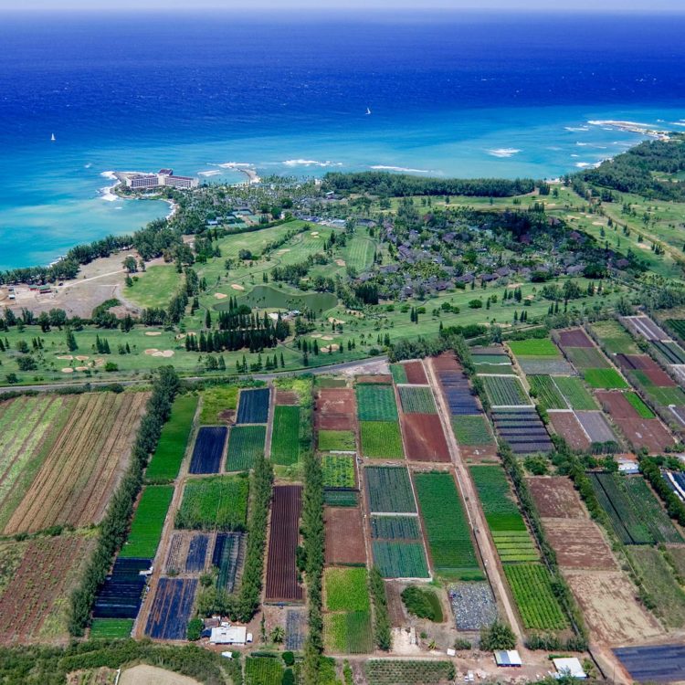 Turtle Bay Food Belt