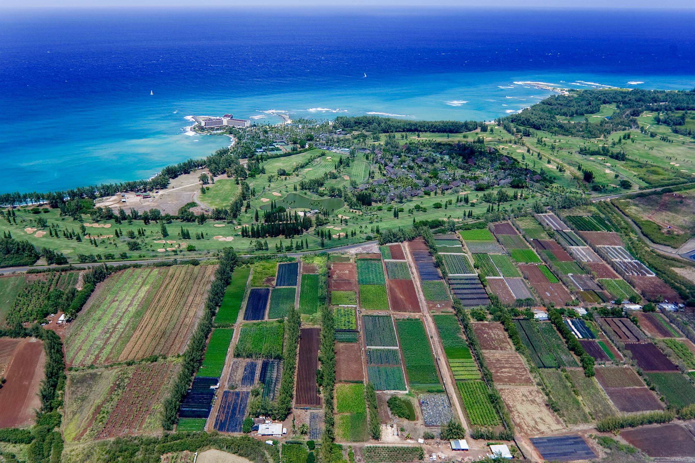 Turtle Bay Food Belt