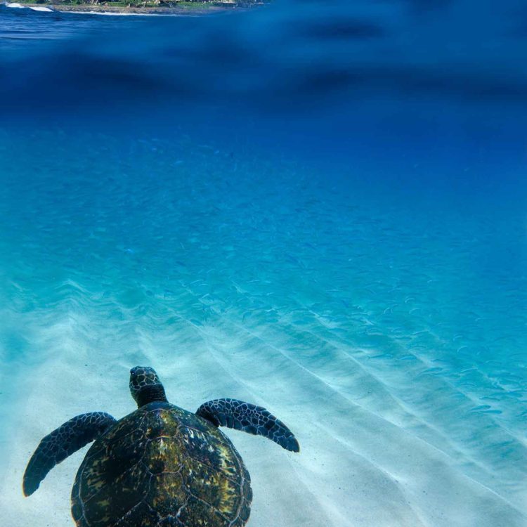 Turtle Bay 3