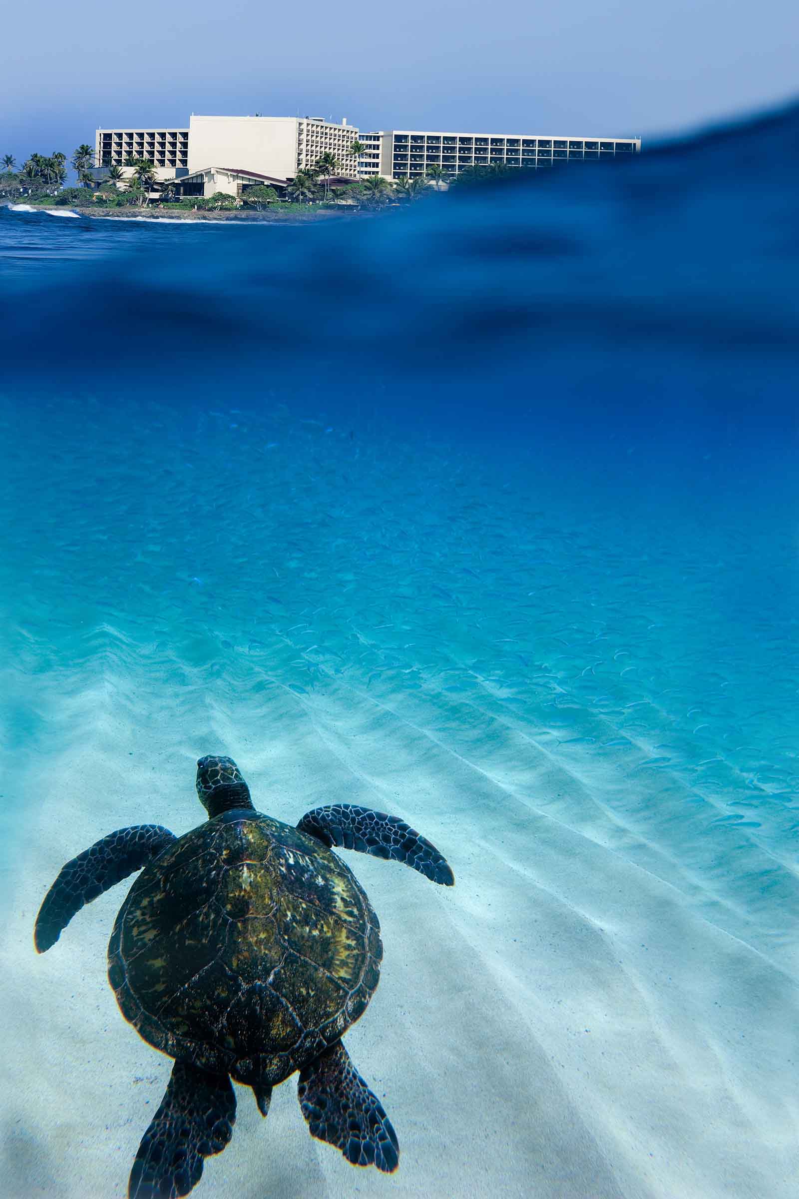 Turtle Bay 3
