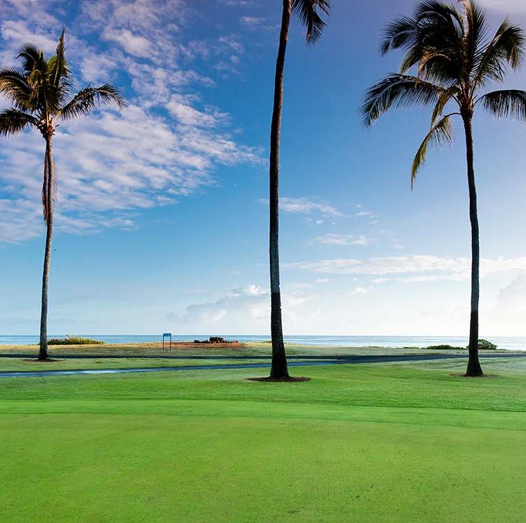 Turtle Bay Golf 3