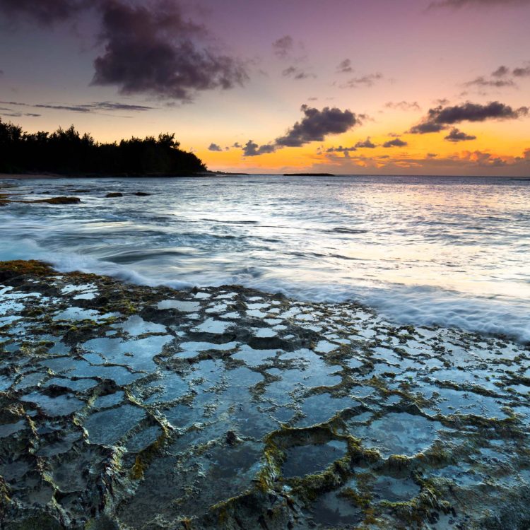 Turtle Bay Pukas