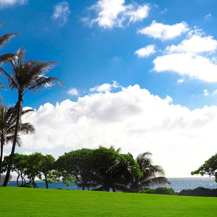 Turtle Bay Horizontal