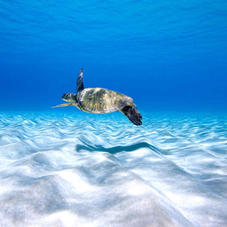 Turtle Flight Standard
