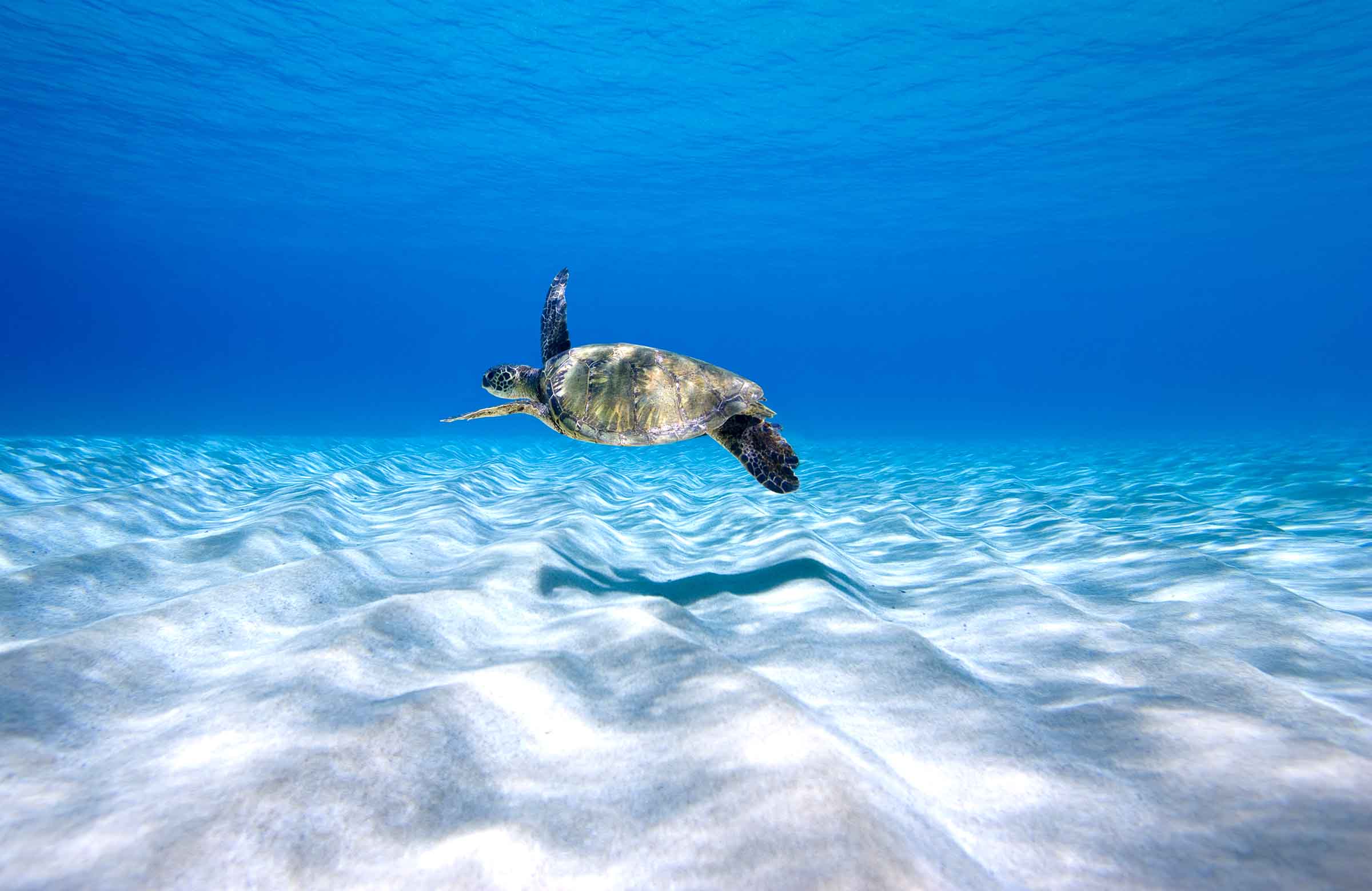 Turtle Flight - Image 2