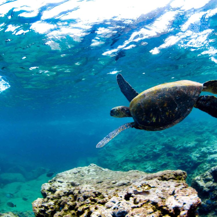 Turtle Garden