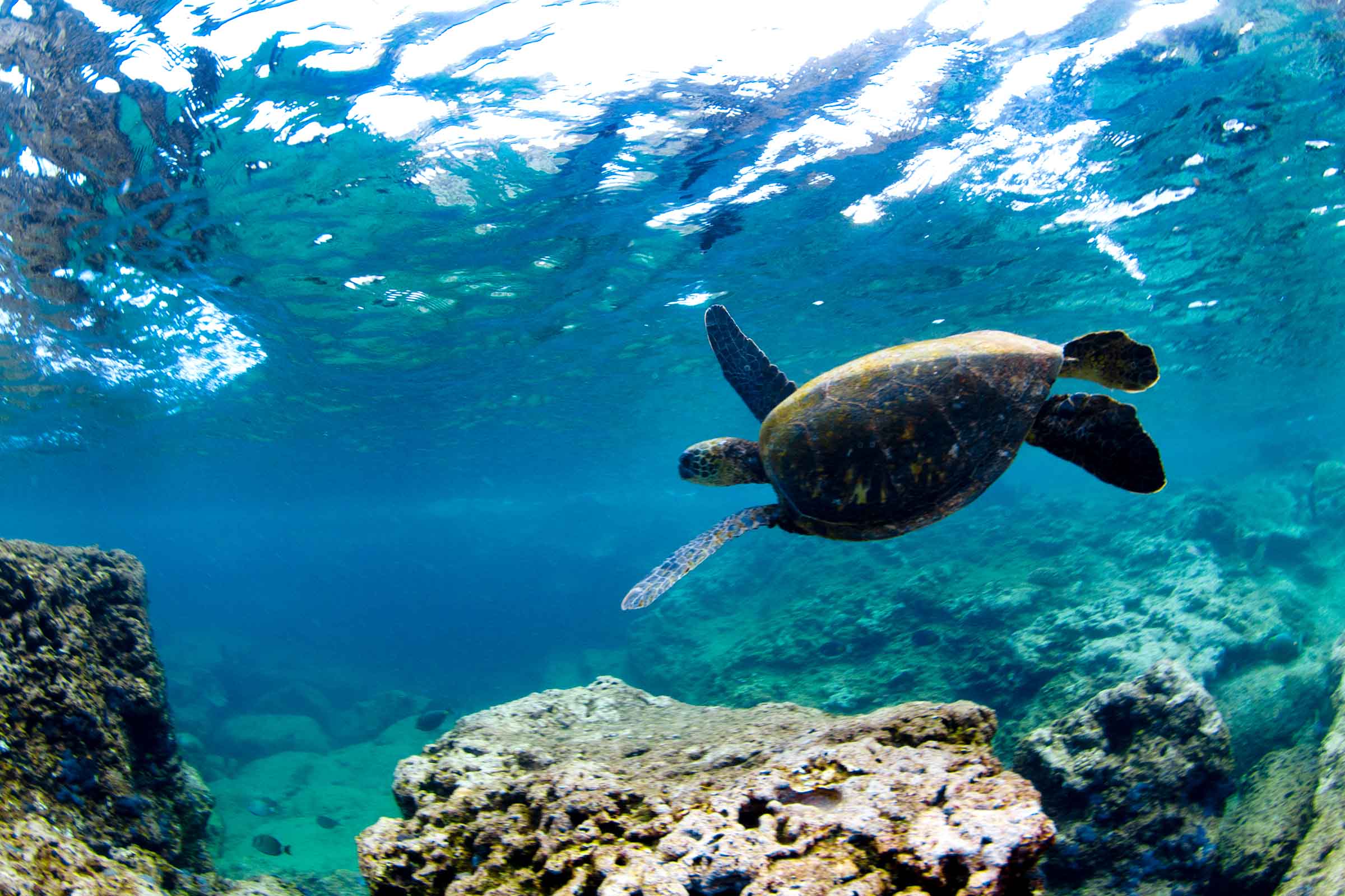 Turtle Garden