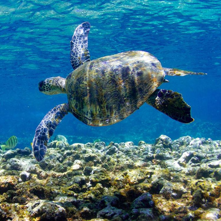 Turtle Glide