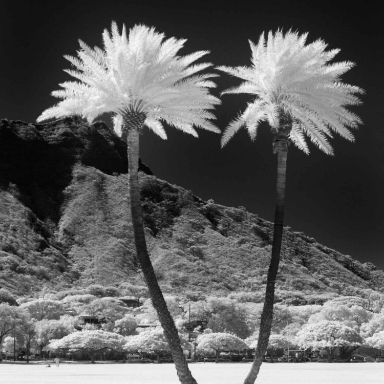 Twin Palms