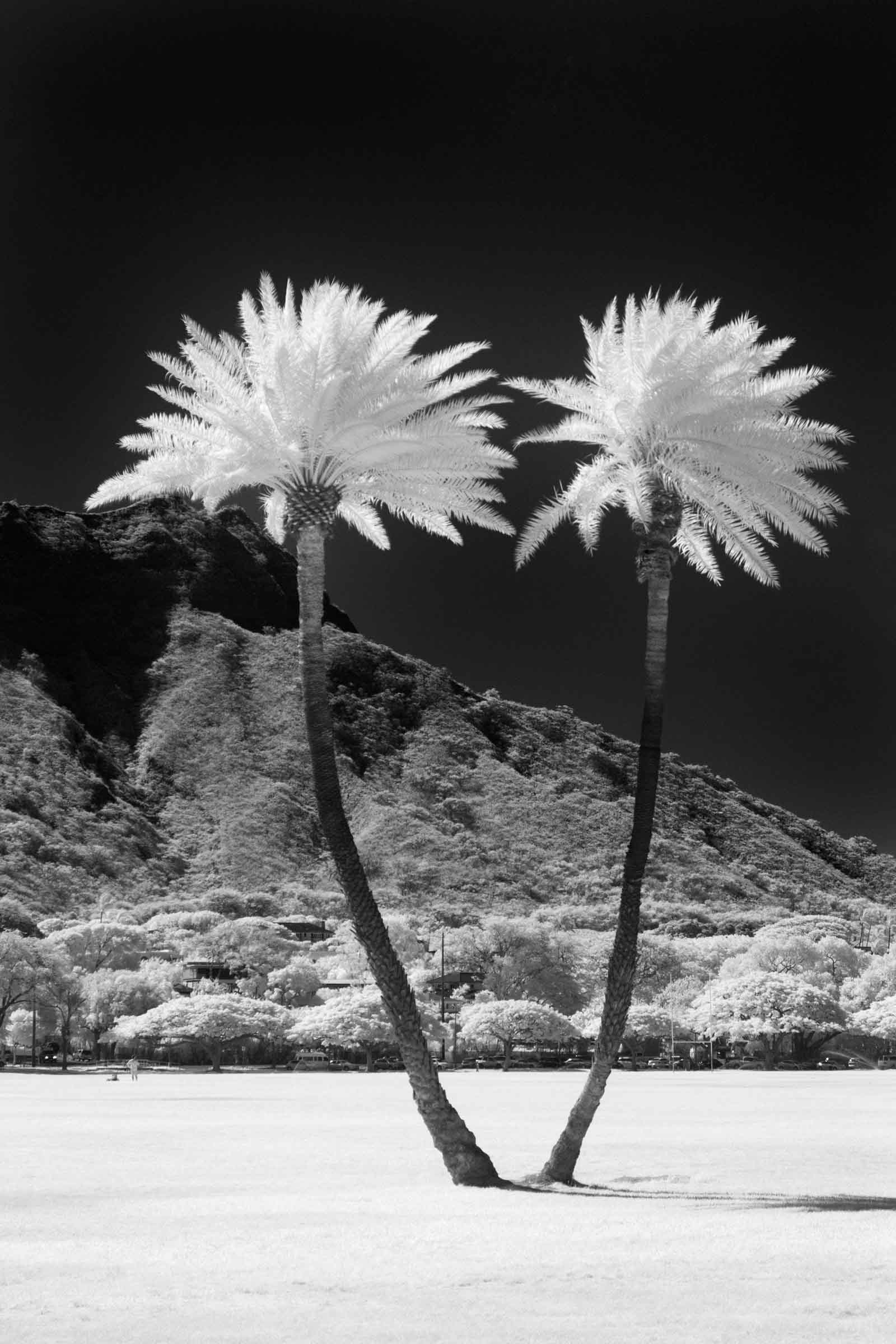 Twin Palms