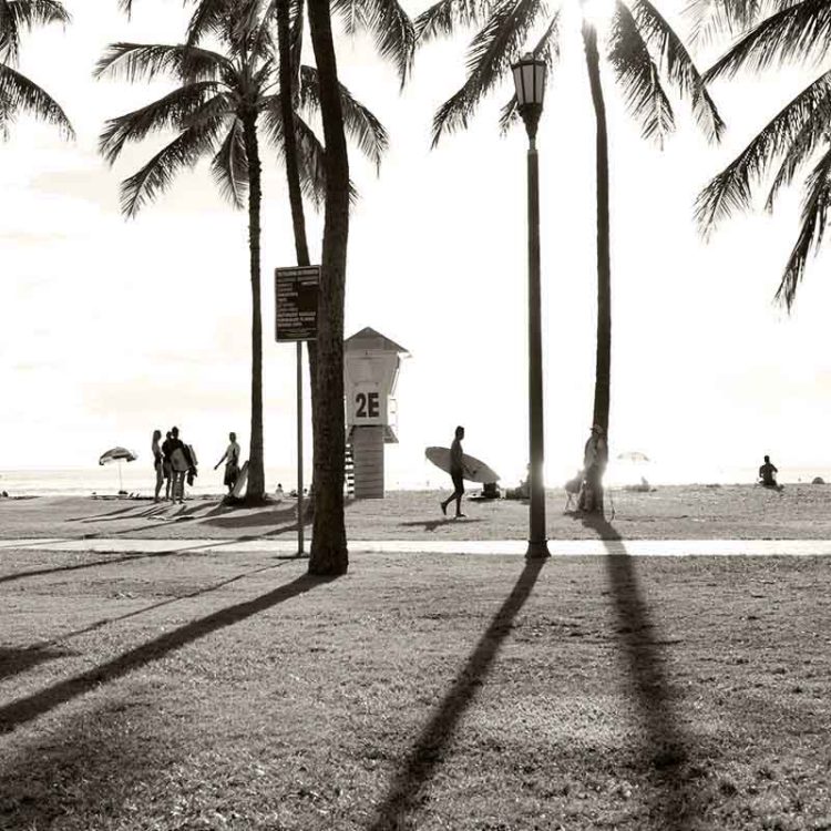 Waikiki Palm Shadows