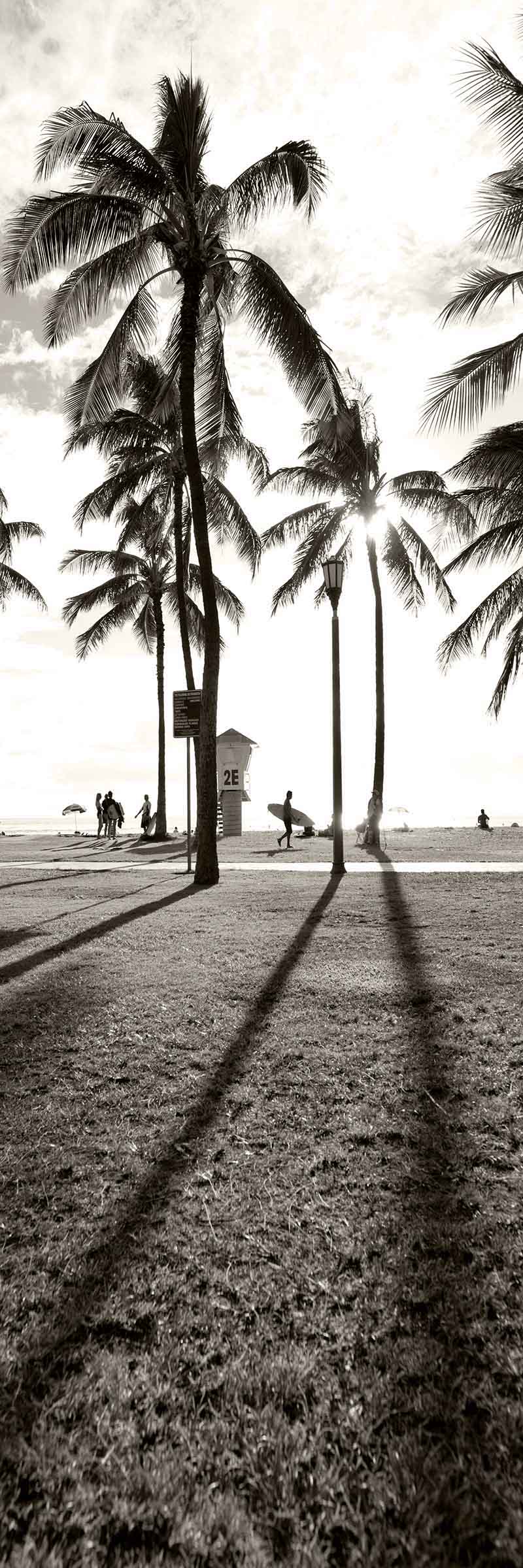 Waikiki Palm Shadows