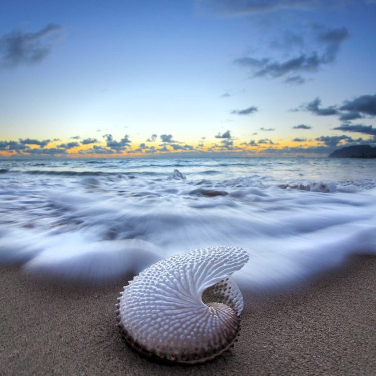 Nautilus by Nature