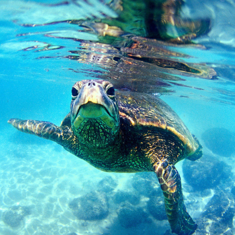 Friendly Hawaiian Sea Turtle