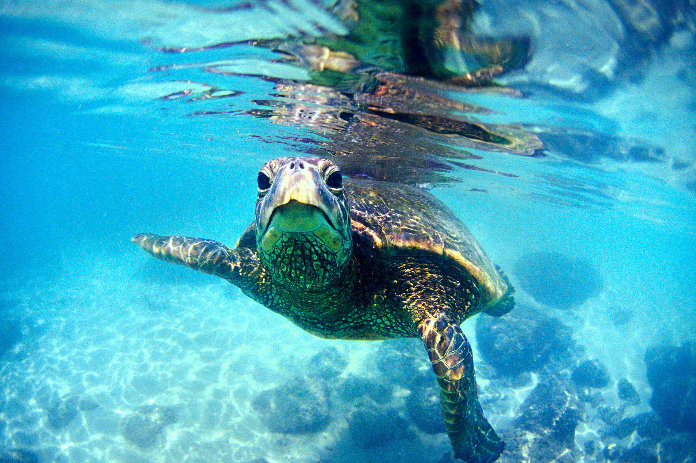 Friendly Hawaiian Sea Turtle