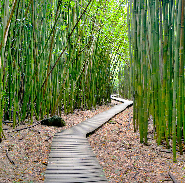 Bamboo Trail