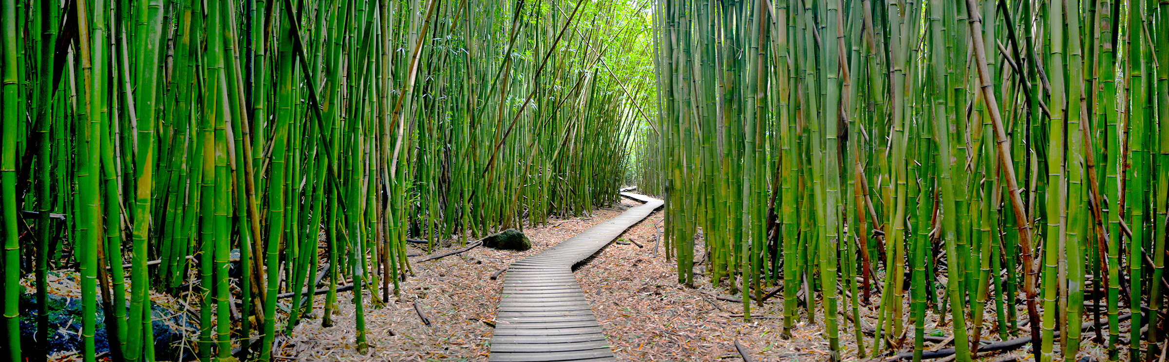Bamboo Trail