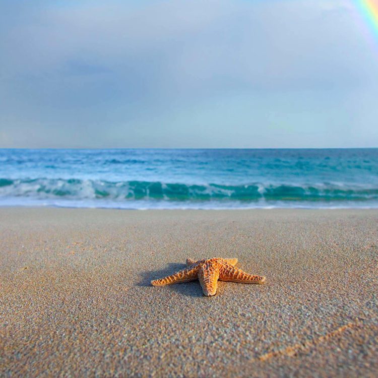 Starfish Rainbow