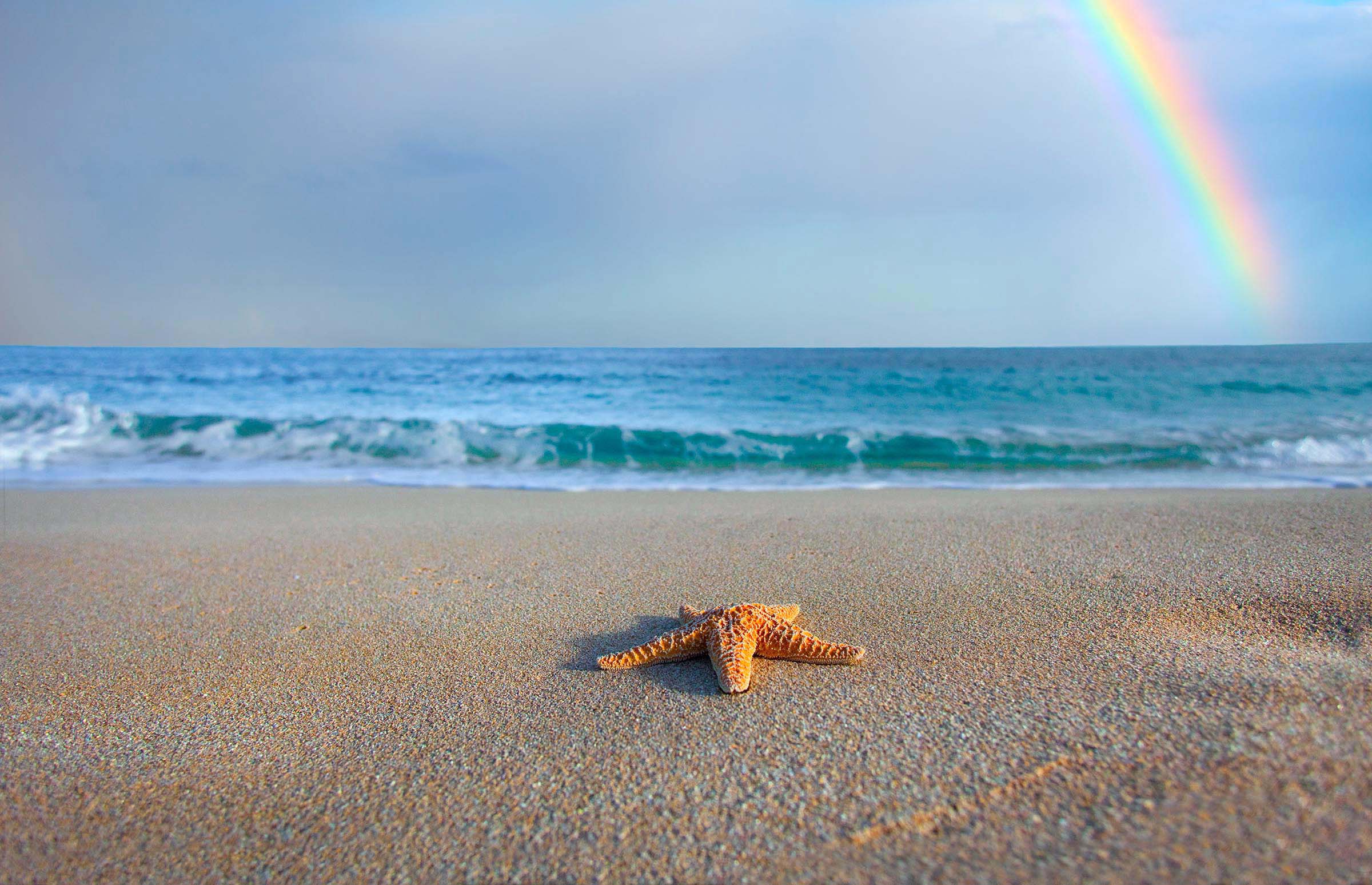 Starfish Rainbow
