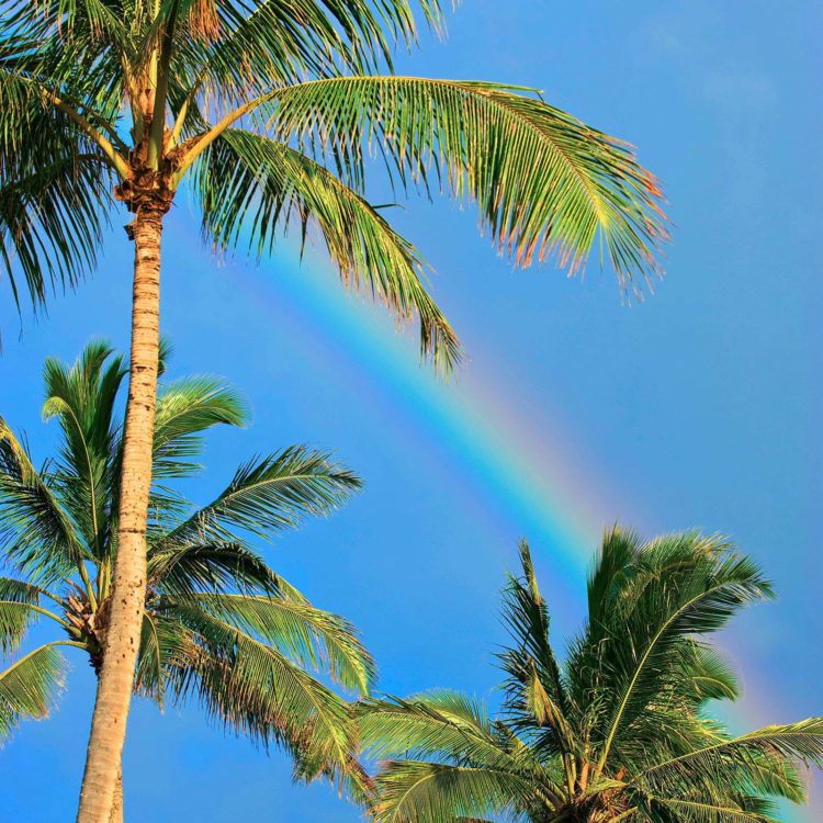 Sunny Rainbow