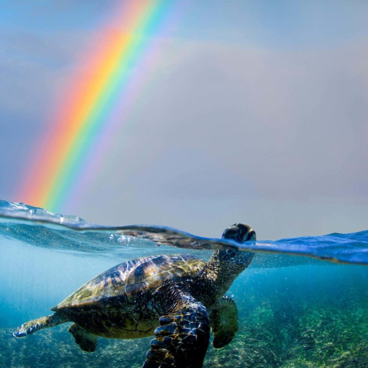 Turtle Bow