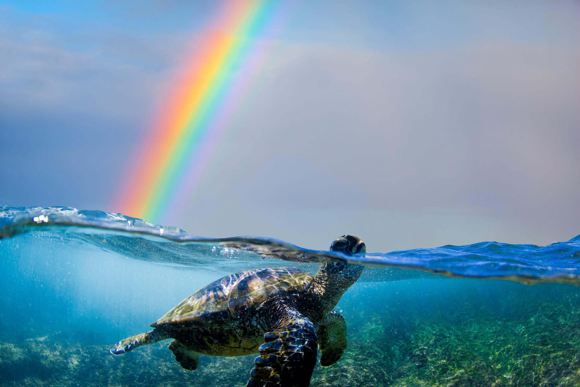 Turtle Bow