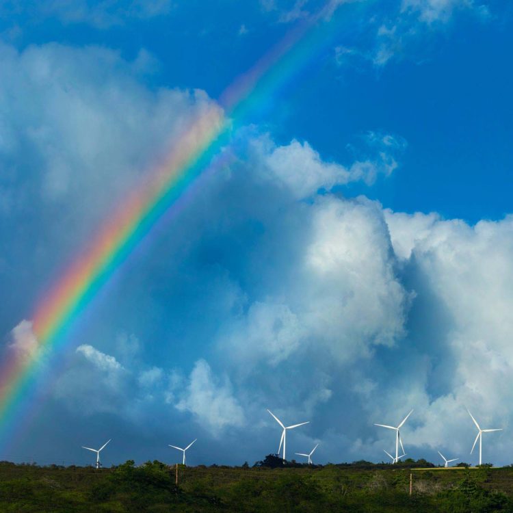 Waimea Wind Fans