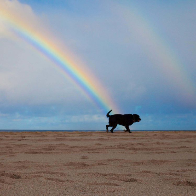 Rainbow Dog