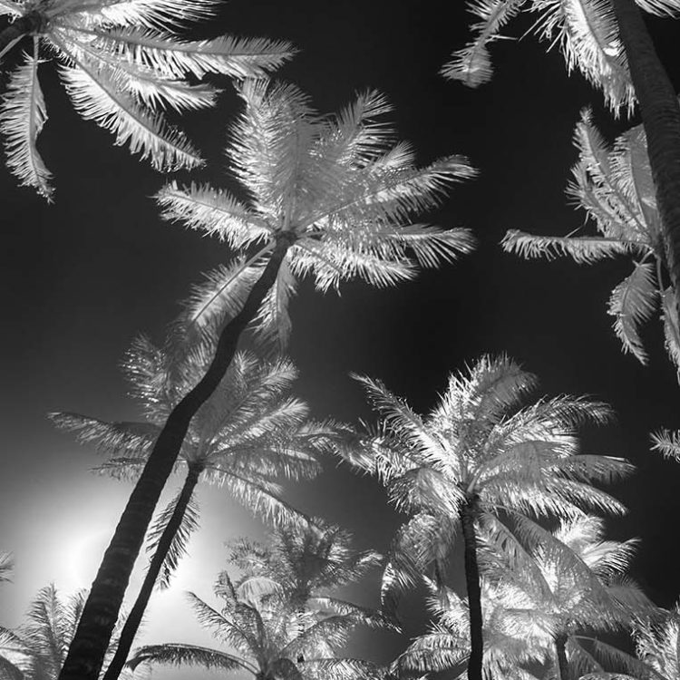 Ala Moana Park Palms