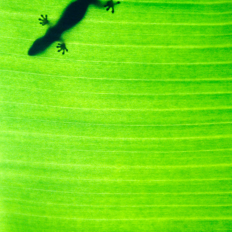 Banana Leaf Gecko
