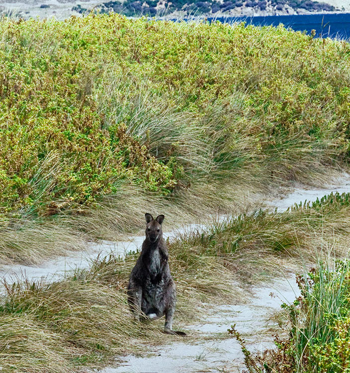 Beach Road Wallaby