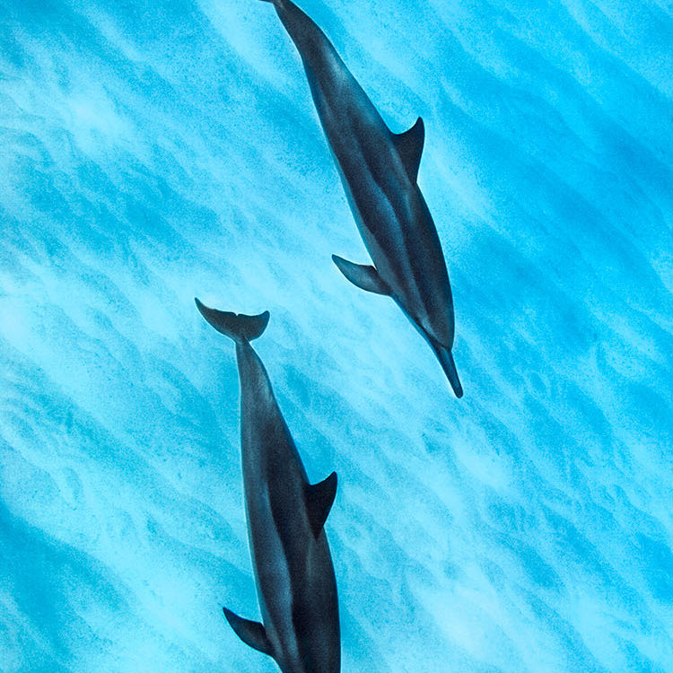 Dolphin Pair Two