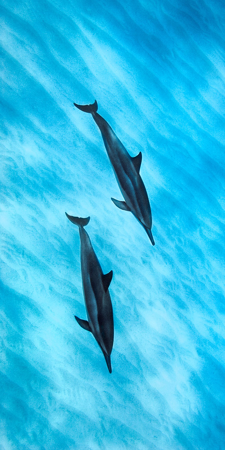 Dolphin Pair Two