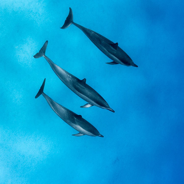 Dolphin Trio