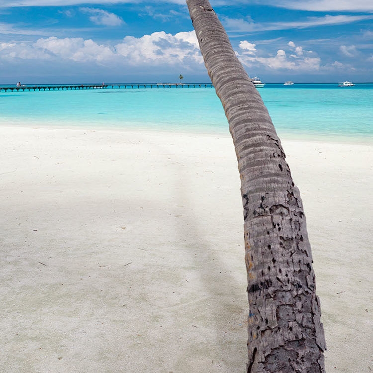 Gili Lankan Leaning Palm