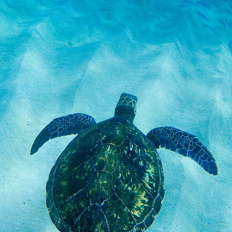 Hawaiian Sea Turtle