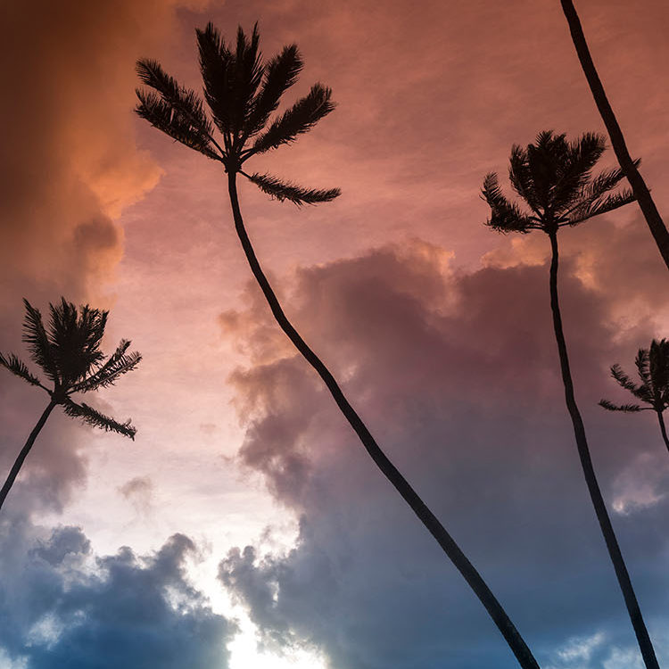 Kealii Palms