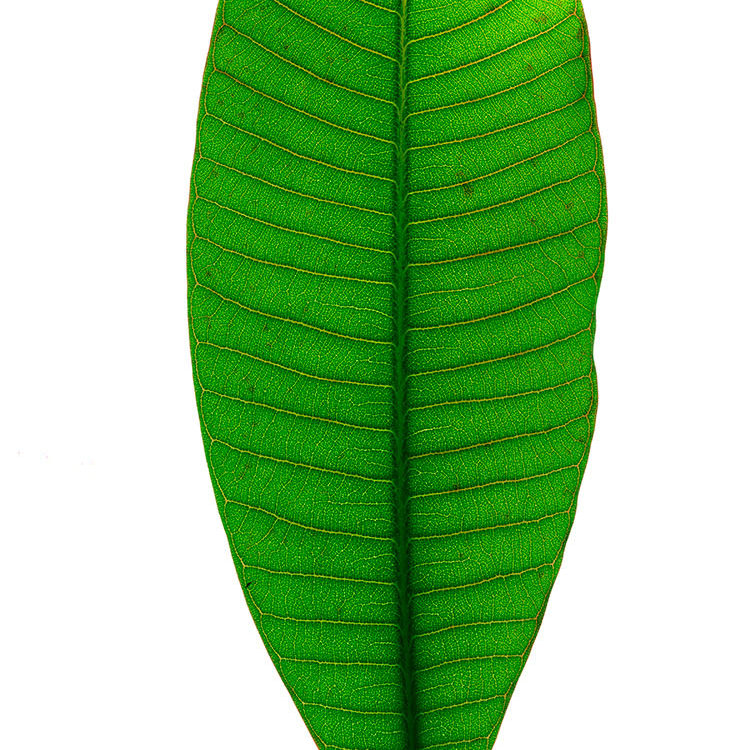Green Leaf