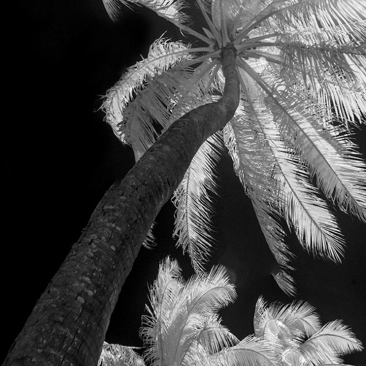 Tall Palms