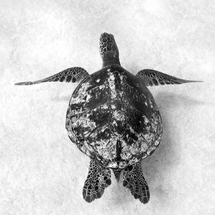 Turtle Plate