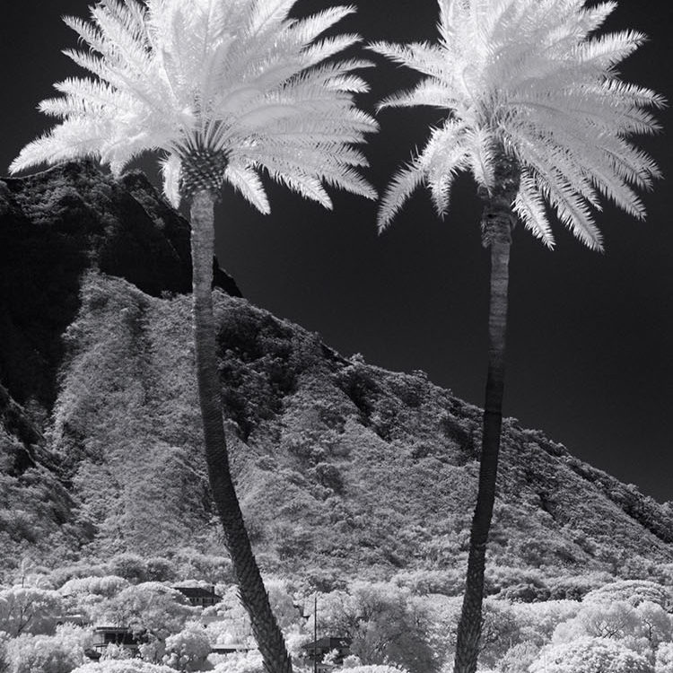 Twin Palms