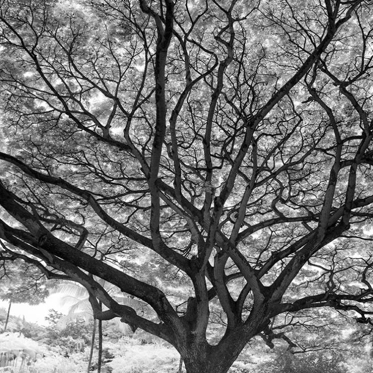 Waimea Valley bw