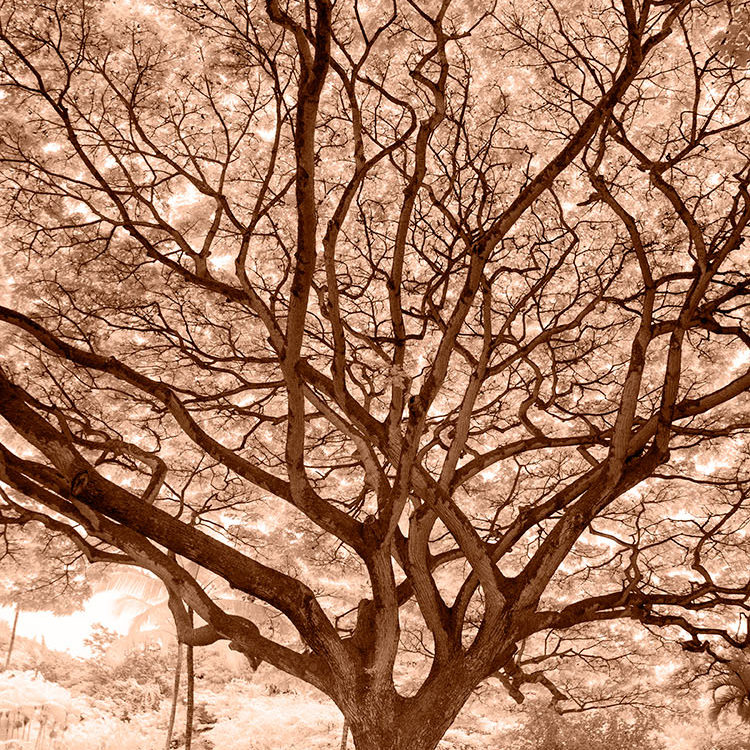 Waimea Valley Amber
