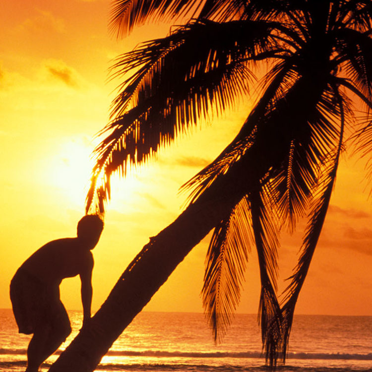Coconut Tree Climber